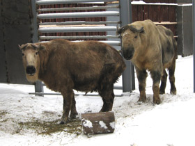 Смотреть фото Такин Фото Такин