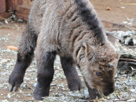 Смотреть фото Такин Фото Такин