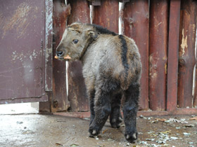 Смотреть фото Такин Фото Такин