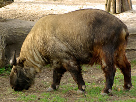 Смотреть фото Такин Фото Такин