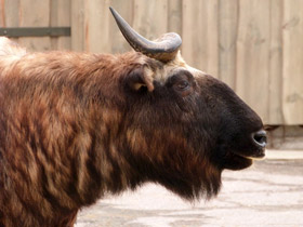 Смотреть фото Такин Фото Такин