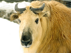 Смотреть фото Такин Фото Такин