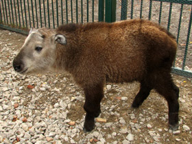 Смотреть фото Такин Фото Такин