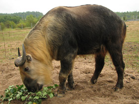 Смотреть фото Такин Фото Такин