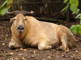 Смотреть фото Такин Фото Такин