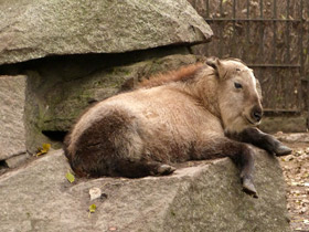 Смотреть фото Такин Фото Такин