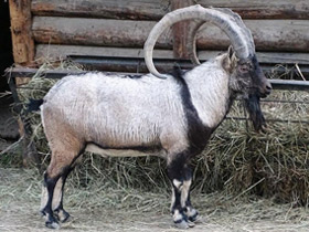 Смотреть фото Безоаров козел Фото Безоаров козел