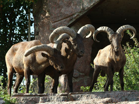 Смотреть фото Четвероногие прыгуны Фото Четвероногие прыгуны