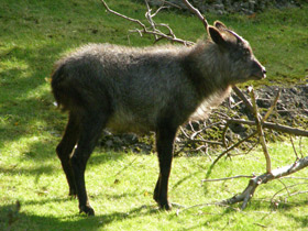 Смотреть фото Японский сероу Фото Японский сероу