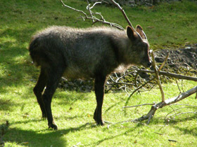 Смотреть фото Японский сероу Фото Японский сероу