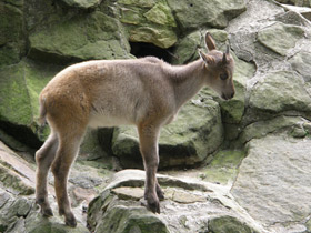 Фото Гималайский тар