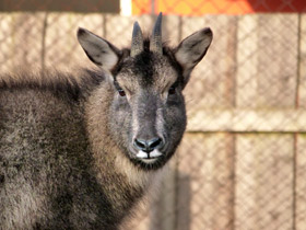 Смотреть фото Горал Фото Горал