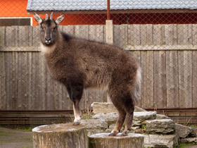 Смотреть фото Горал Фото Горал
