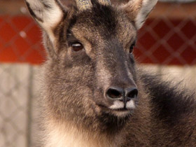 Смотреть фото Горал Фото Горал