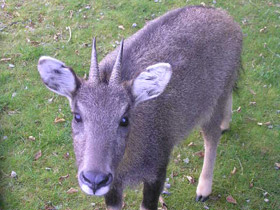 Смотреть фото Горал Фото Горал