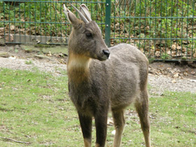 Смотреть фото Горал Фото Горал