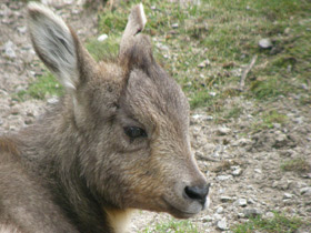 Смотреть фото Горал Фото Горал