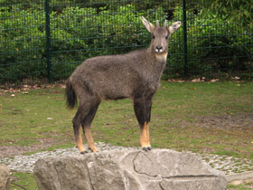 Смотреть фото Горал Фото Горал