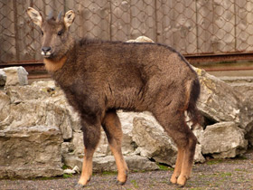 Смотреть фото Горал Фото Горал