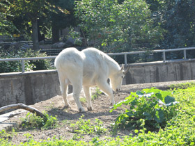 Смотреть фото Снежная коза Фото Снежная коза