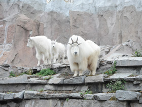 Смотреть фото Снежная коза Фото Снежная коза