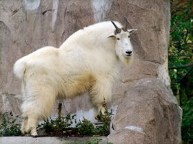 Смотреть фото Снежная коза Фото Снежная коза