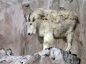 Смотреть фото Снежная коза Фото Снежная коза