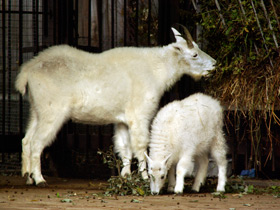 Смотреть фото Снежная коза Фото Снежная коза