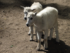 Смотреть фото Снежная коза Фото Снежная коза