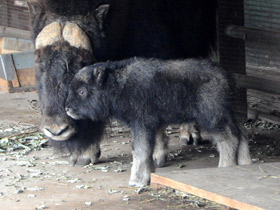 Смотреть фото Овцебык Фото Овцебык