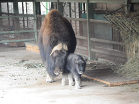 Смотреть фото Овцебык Фото Овцебык