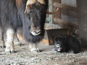 Смотреть фото Овцебык Фото Овцебык