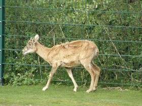 Фото Горный туркменский баран