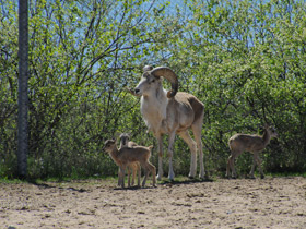 Смотреть фото Баран Марко Поло Фото Баран Марко Поло