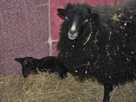 Карликовые овцы уэссан