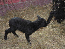 Карликовые овцы уэссан