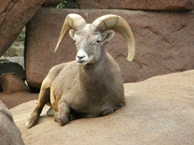 Смотреть фото Толсторог Фото Толсторог