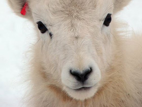 Смотреть фото Баран Далла Фото Баран Далла