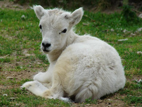 Смотреть фото Баран Далла Фото Баран Далла