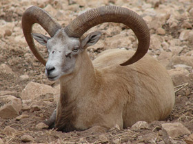 Смотреть фото Арменийский муфлон Фото Арменийский муфлон