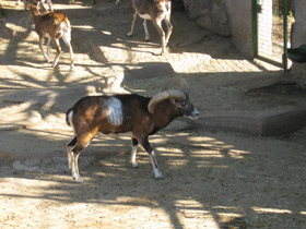 Фото Муфлон