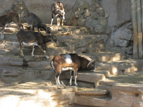 Фото Муфлон