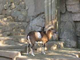 Фото Муфлон