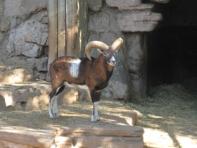 Фото Муфлон