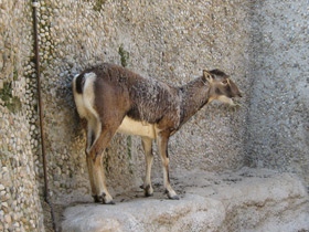 Фото Муфлон