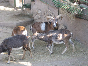 Фото Муфлон