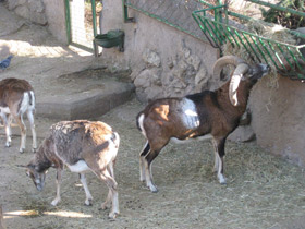 Фото Муфлон