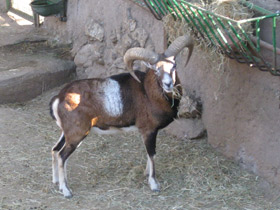 Фото Муфлон