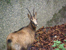 Смотреть фото Пиренейская серна Фото Пиренейская серна