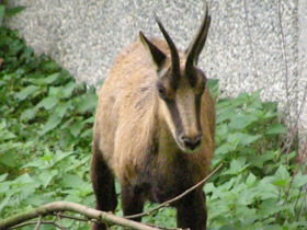 Смотреть фото Пиренейская серна Фото Пиренейская серна